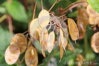 Honesty lunaria seed pods Stock Photo