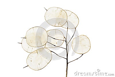 Honesty seed pods Stock Photo