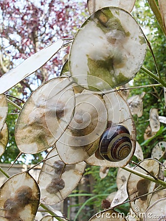 Honesty Seed Pods Stock Photo