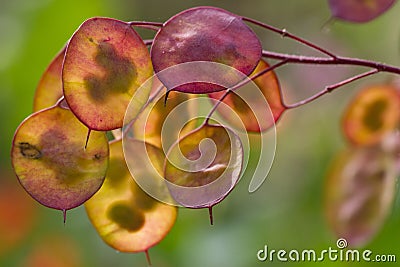 Honesty seed pods Stock Photo