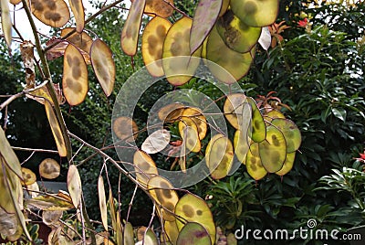 Honesty seed pods Stock Photo