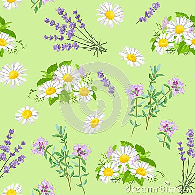 Chamomile, lavender and thyme seamless pattern. Field medicinal wild flowers and herbs isolated on green background. Vector Illustration