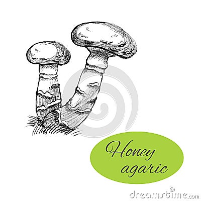 Honey Agaric Drawing Vector Illustration