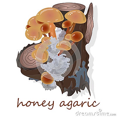 Honey Agaric mushrooms. Group of wild mushrooms Armillaria. Vector Illustration
