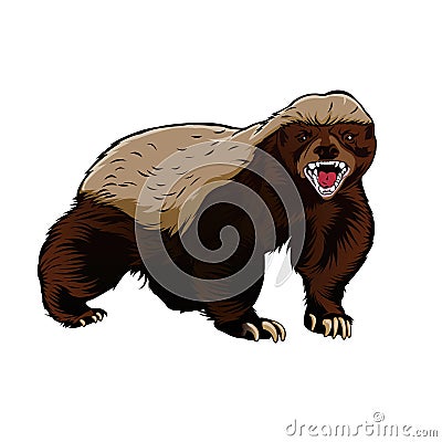 Honey badger illustration color vector Vector Illustration