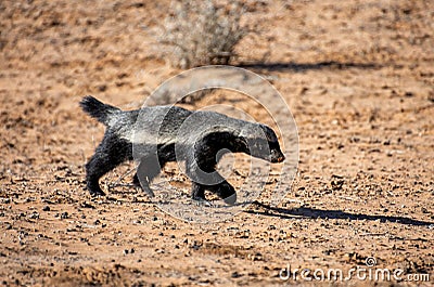 Honey Badger Stock Photo