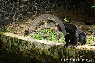 Honey bear sit on side of a dried pool seeing something in at photo taken in Jakarta Indonesia Stock Photo