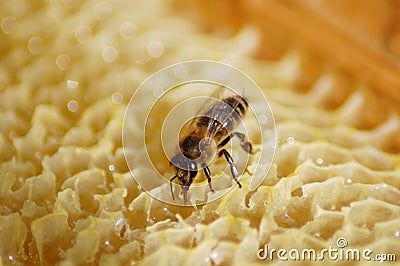 Honey bee Stock Photo