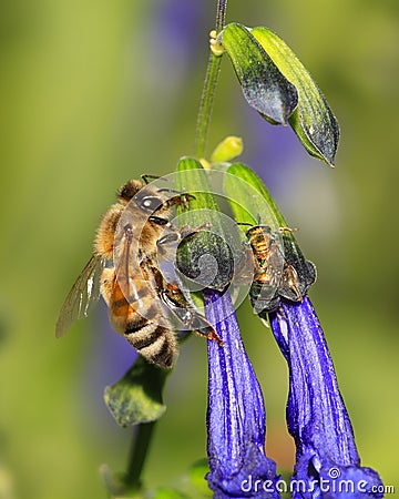 Honey Bee Stock Photo