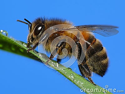 Honey bee Stock Photo