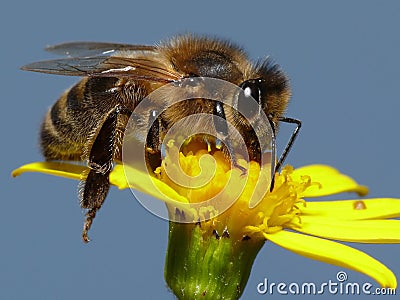 Honey bee Stock Photo