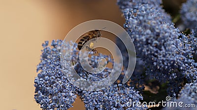 Honey Bee, apis mellifera, adulto in volo, volante per fiorire con i canestri del polline, Normandia, stock footage Honey Bee, apis mellifera, adulto in volo, volante per fiorire con i canestri del polline, Normandia, stock footage