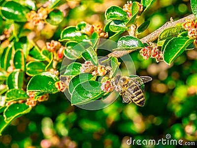 The honey beeApis mellifera on a branch with flowers Stock Photo