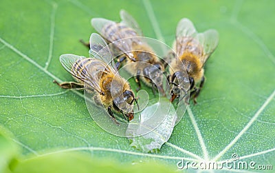 Cute honey bees, Apis mellifera, in close up drinking water from a dewy leaf Stock Photo