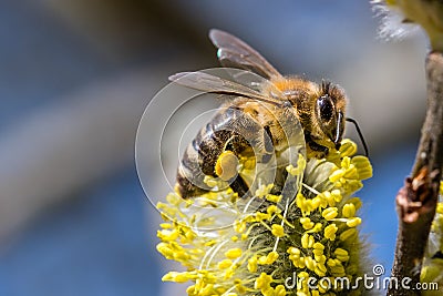 Honey bee Apis mellifera pollinating yellow flower of Goat Wil Stock Photo