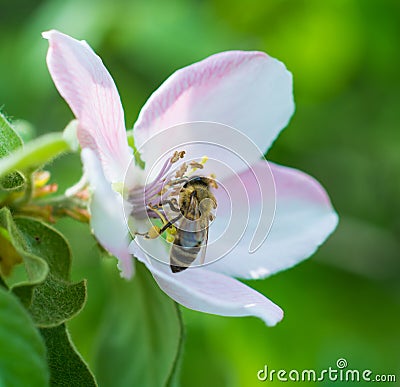 Honey bee on apple tree flower blossom Stock Photo