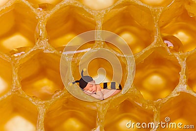 Honey bee baby in honeycomb Stock Photo