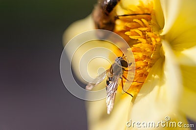 Honey Bee, BeeBee on a yellow flower, Honeybee, Bee, collects honey Stock Photo