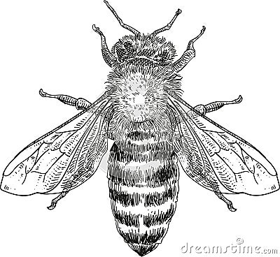 Honey bee black vector illustration Vector Illustration