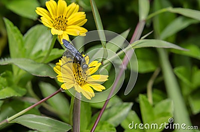 Honey bee black Stock Photo