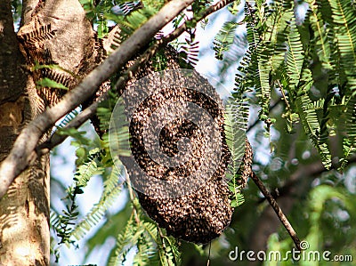 Honey Bee Building its home Stock Photo