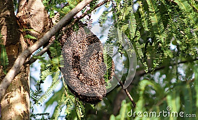 Honey Bee Building its home Stock Photo