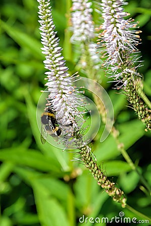 Honey bee collect nectar and polinate pink flowers of the blossoming Veronicastrum virginicum, or Culver`s root. Stock Photo