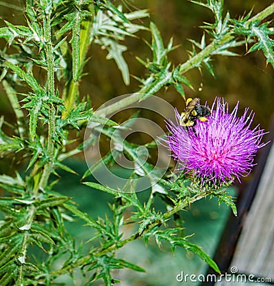 Honey Bee Collecting nectar from a Bull Thistle Stock Photo