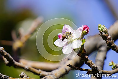 Nature's Sweet Harmony: A Honey Bee's Delight Stock Photo