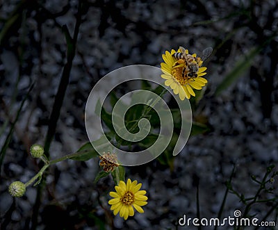 Honey Bee Collecting Pollen from a Camphor Weed Stock Photo