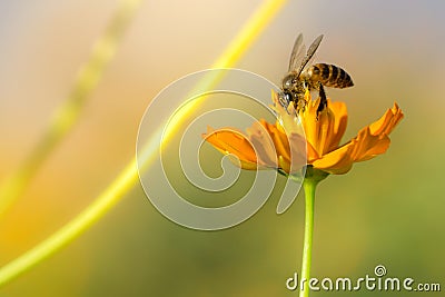 Honey bee collecting pollen and nectar yellow cosmos flower. Stock Photo