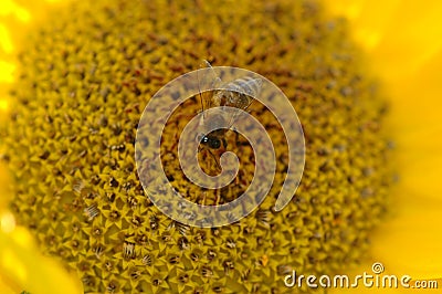 Bee collecting pollen Stock Photo