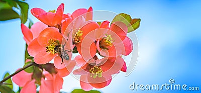 Honey Bee collecting pollen from red flowers of Japanese quince in spring Stock Photo