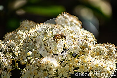 Honey bee collecting pollen from white flower petals in spring Stock Photo