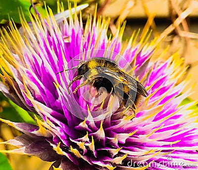 Bumble Bee collect pollen macro closeup Clematis flower Stock Photo