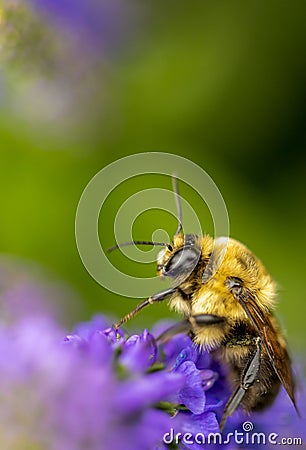 Honey bee collects pollen Stock Photo