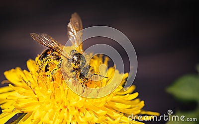 Honey bee covered with yellow pollen collecting nectar from dandelion flower. Important for environment ecology Stock Photo