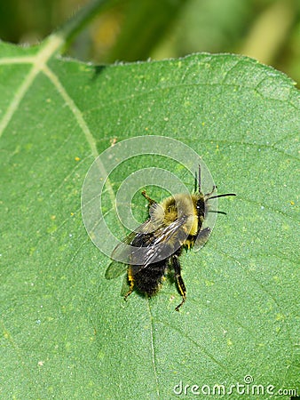 Honey Bee crawling on a sunflower leaf on Fall day in Littleton, Massachusetts, Middlesex County, United States. New England Fall. Stock Photo