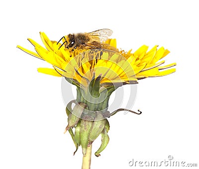 Honey bee on dandelion. Stock Photo