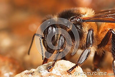 Honey Bee drinking in close Stock Photo