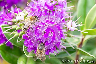 Honey Bee Feeding on Bright Purple Hebe Flowers, Gisborne, Victoria, Australia, December 2018 Stock Photo