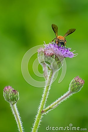 Honey bee feeding on Hemisteptia flower in garden Stock Photo