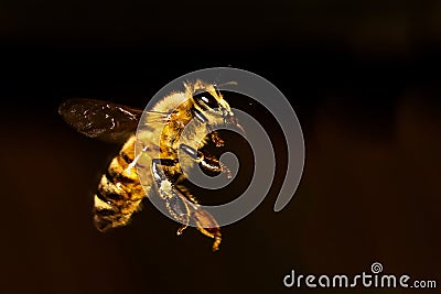 Honey bee flight Stock Photo