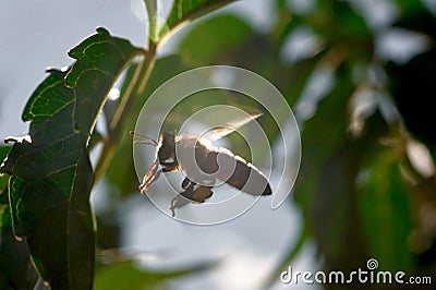 A honey bee in flight near a green leaf in backlight Stock Photo