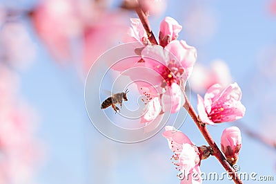 Honey bee fly in almond flower, bee pollinating almond blossoms Stock Photo