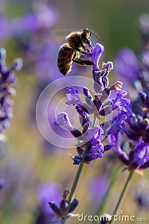 Honey bee foraging wild lavender flowers in the mountains Stock Photo