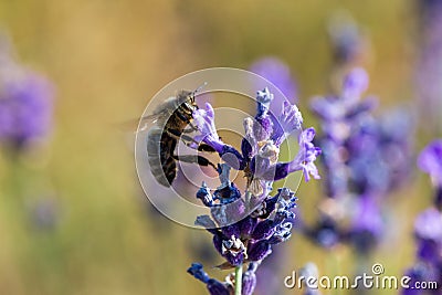 Honey bee foraging wild lavender flowers in the mountains Stock Photo