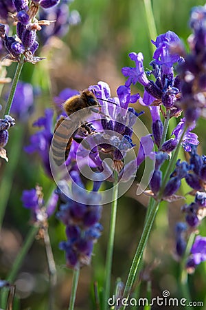 Honey bee foraging wild lavender flowers in the mountains Stock Photo