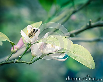 Honey bee is gathering carpels on the pink and white lime flower Stock Photo