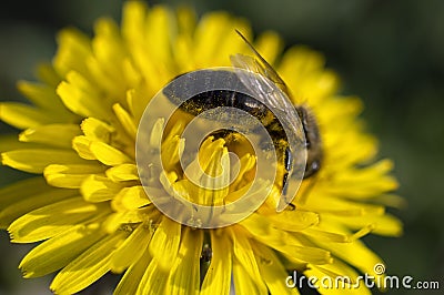 Honey bee - pollen on yellow dandelion flower Stock Photo